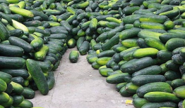 吃瓜爆料图片高清大图大全,吃瓜爆料图片大全